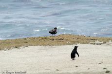 Raubmöve (Skua) (1 von 16).jpg